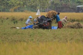 Petani di Banyuasin, Sumsel Terancam Gagal Panen Akibat…