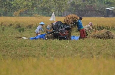 Petani di Banyuasin, Sumsel Terancam Gagal Panen Akibat Hama