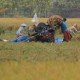 Petani di Banyuasin, Sumsel Terancam Gagal Panen Akibat Hama