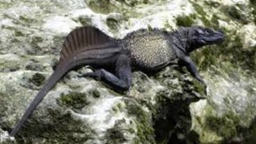 Wah Ada 'Dinosaurus' Mini di Indonesia, Begini Penampakannya