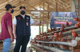 Pemkab Kediri Cairkan Bantuan Uang Tunai Peternak Ayam Rp5,5 Miliar