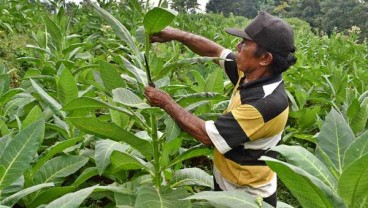 Soal Tarif Cukai 2022, Anggota DPR Ingatkan Pemerintah Soal Kesejahteraan Petani Tembakau