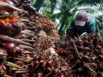 Sawit Watch : Moratorium Sawit Perlu Diperpanjang dengan Penguatan