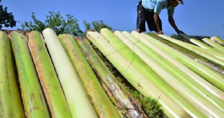 Foto pelepah pisang/ Antara