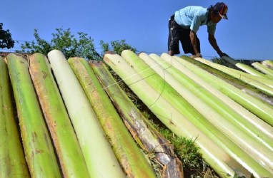 Batang Pisang Dijual Rp 85.000 di AS, Khofifah: Orang Indonesia Nangis Lihat Ini