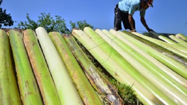 Manfaat Batang Pisang, Bernilai Ekonomi Tinggi dan Baik untuk Kesehatan