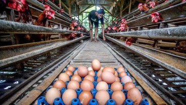 Penurunan Harga Telur Ayam Bebani Peternak di Boyolali