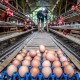 Penurunan Harga Telur Ayam Bebani Peternak di Boyolali