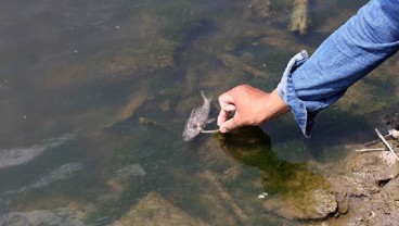 Bengawan Solo Tercemar Alkohol, Ikan-ikan Ikut Mabuk hingga Pengolahan Air PDAM Dihentikan