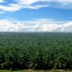 Sampoerna Agro (SGRO) Masuk Ke Bisnis Hilirisasi Sawit