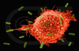 Terbaru! Ilmuwan Temukan ‘Antibodi Super’ Terhadap Covid-19 
