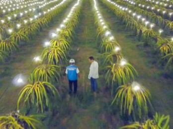 Electrifying Agriculture Berhasil Tingkatkan Hasil Panen Buah Naga di Aceh