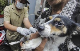 Penjual Daging Anjing di Pasar Senen Dapat Sanksi dari Pemprov DKI