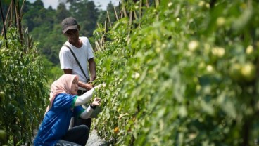 Para Taipan dan Emiten Raksasa di Balik Startup Agritech