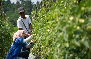 Para Taipan dan Emiten Raksasa di Balik Startup Agritech