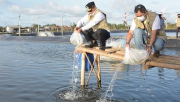 Pembudidaya Ikan Milenial Mulai Budi Daya Udang Vaname