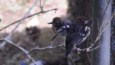 Viral, Video Ratusan Burung Pipit Berjatuhan di Bali, Ini Penjelasan BKSDA