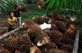 Cetak Sejarah, Sawit Riau Dijual Rp2.814,8 per Kilogram