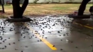 Fenomena Burung Pipit Mati Mendadak Massal di Cirebon, Bali dan Sukabumi