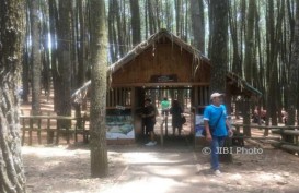 Puluhan Kendaraan Wisatawan ke Wisata Pinus Mangunan Diputar Balik