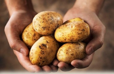 10 Manfaat Kulit Kentang, Bantu Sembuhkan Luka