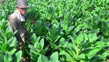 Rancang Tarif CHT, Pemerintah Diminta Tak Abaikan Nasib Petani dan Industri