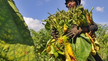 Cukai Hasil Tembakau Bakal Naik, Harga di Tingkat Petani Terpukul