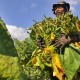 Cukai Hasil Tembakau Bakal Naik, Harga di Tingkat Petani Terpukul