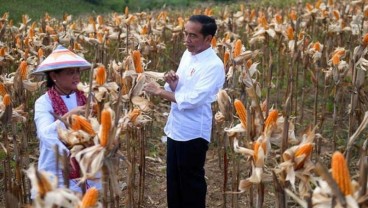 LONJAKAN HARGA PAKAN TERNAK : Hanya 3 Provinsi Defisit Jagung