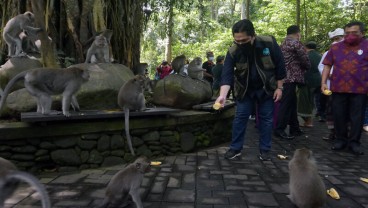 Monkey Forest Ubud Dapat Bantuan dari Kementerian BUMN