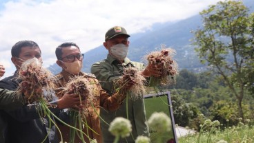 Sumbar Mengembangkan Bawang Merah Varietas Batu Ijo