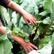 Dinas Pertanian Magelang Dorong Penggunaan Pupuk Organik
