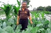 Pendapatan Petani Kopeng Lebih Stabil, Ini Pemicunya