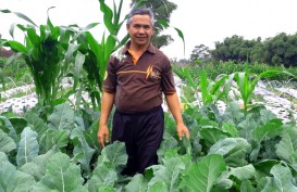 Pendapatan Petani Kopeng Lebih Stabil, Ini Pemicunya