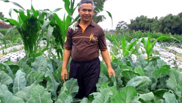 Pendapatan Petani Kopeng Lebih Stabil, Ini Pemicunya