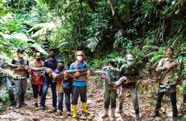 Ini Penampakan Ular Phyton Sepanjang Sembilan Meter yang Dilepasliarkan BBKSDA Riau