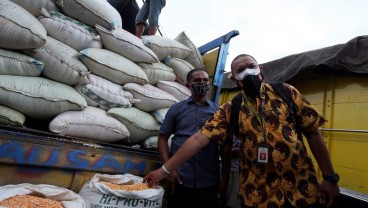 Selain Harga Jagung, Ini Problem yang Dihadapi Peternak Ayam Petelur