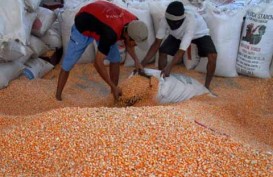 Dewan Jagung Sebut Solusi Lonjakan Harga Terbatas 