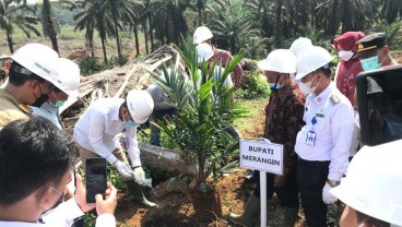 Peremajaan Sawit Rakyat Tingkatkan Produktivitas Petani Swadaya di Merangin