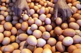 Survei BI: Laju Inflasi September Didorong Kenaikan Harga Telur Ayam Ras