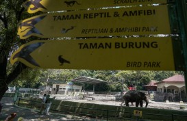 Gembira Loka Zoo Pilih Buka Terbatas Demi Tekan Biaya Operasional