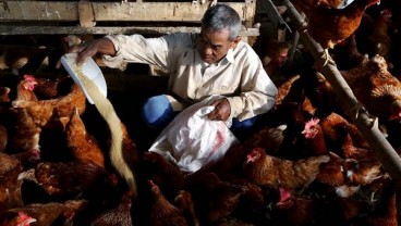 Harga Broiler Rebound, Bagaimana Rekomendasi Saham Perunggasan (JPFA, MAIN, CPIN)?