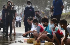Jokowi Lepasliarkan 1.500 Tukik di Pantai Kemiren Cilacap