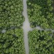 Jokowi ke Kepulauan Riau untuk Tanam Mangrove