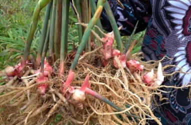 Meraup Cuan dari Bisnis Budidaya Jahe Merah