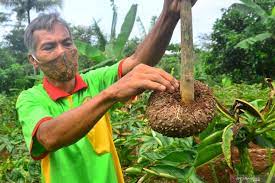 Tanaman Porang: Cara Budidaya dan Manfaatnya 