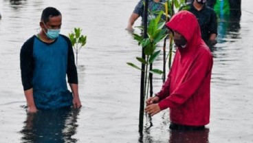 Foto Jokowi 'Nyeker' dan 'Nyemplung' Tanam Mangrove di Sekotok