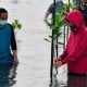 Foto Jokowi 'Nyeker' dan 'Nyemplung' Tanam Mangrove di Sekotok