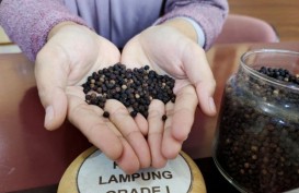 Louis Dreyfus Company Perpanjang Kemitraan Petani Kopi Lampung Barat