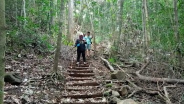 575 Hektare Cagar Alam Weigeo Barat Bisa Jadi Hutan Produksi